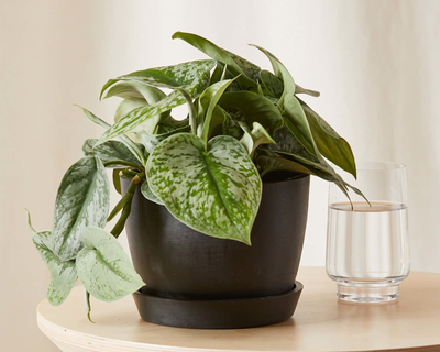 Silver Pothos