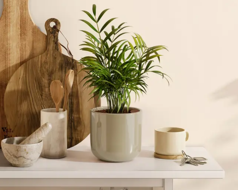 Small Parlor Palm in Self Watering Ceramic Potter