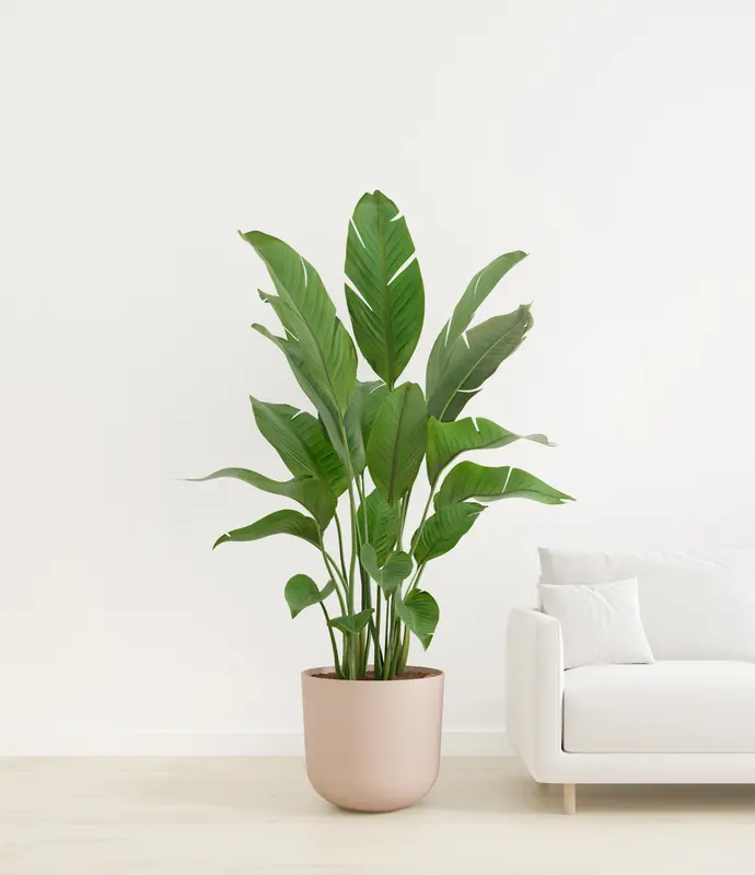 Bird of Paradise Tree