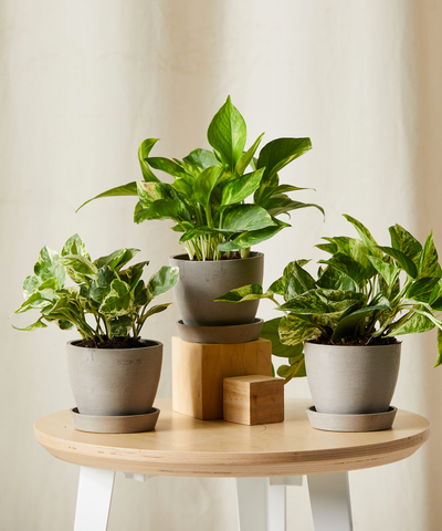 Pothos Collection