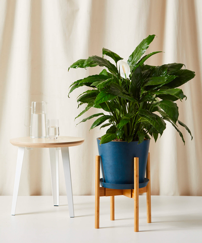 Peace Lily