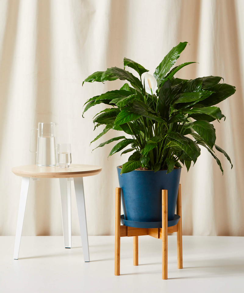 Peace Lily