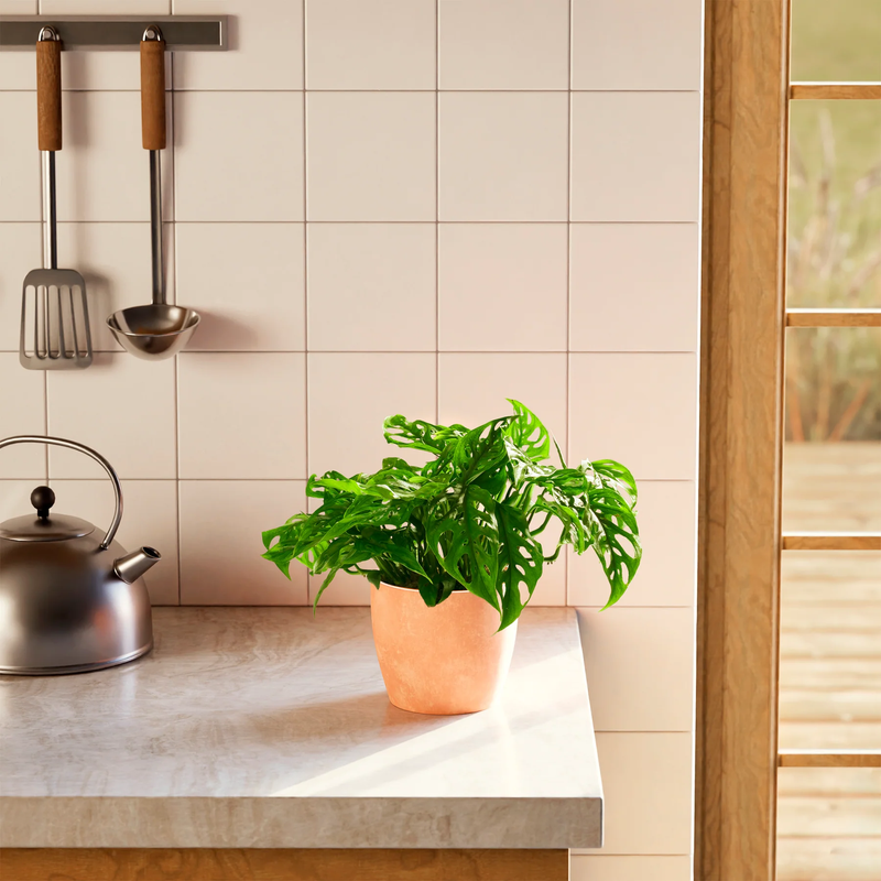 Medium Swiss Cheese Plant with Eco Pot