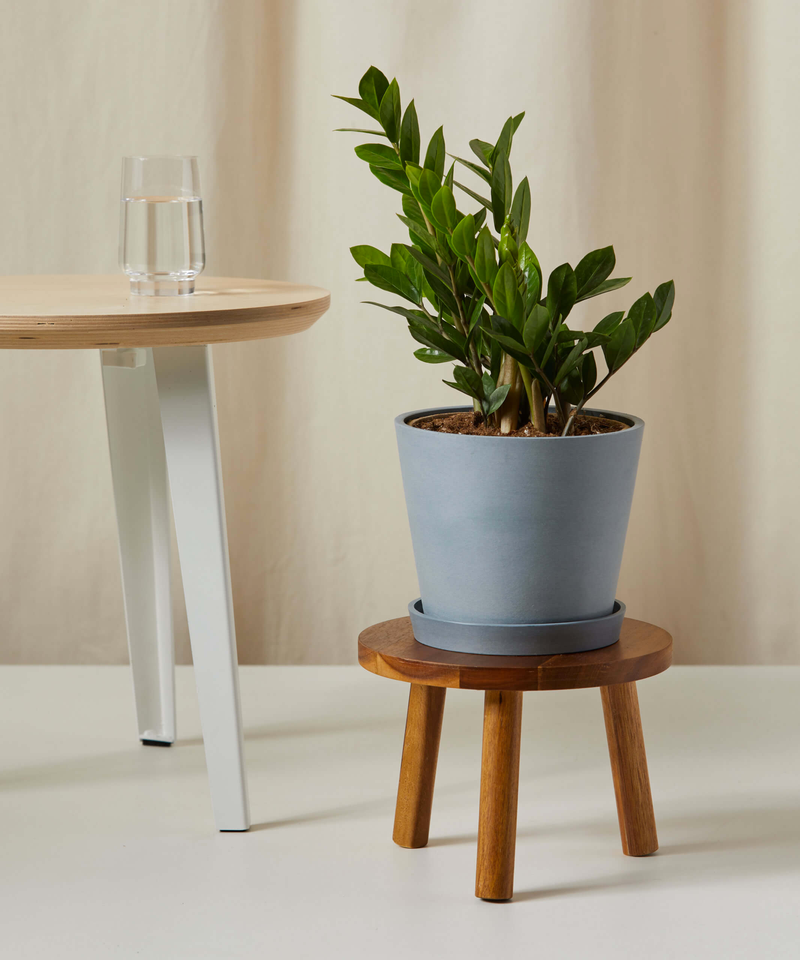 ZZ Plant