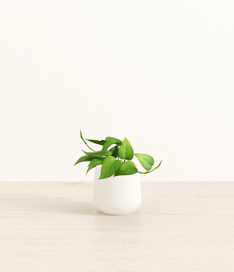 Small Jade Pothos in Self Watering Ceramic Potter