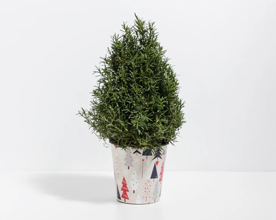 Rosemary Christmas Tree