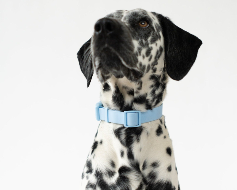 Extra Large Dog Collar