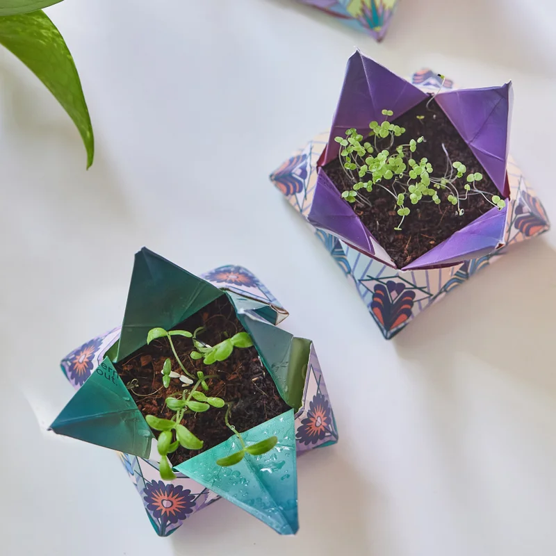 Cosmic Seed Kit