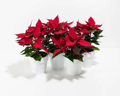 Red Poinsettia 4 Pack