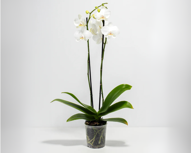 White Phalaenopsis Orchid