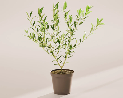 Indoor Olive Tree