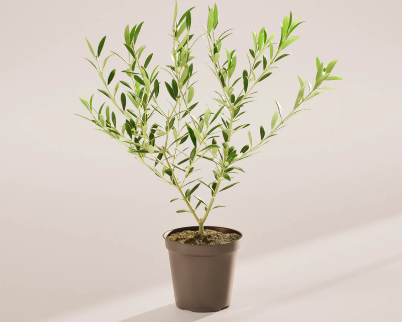 Indoor Olive Tree