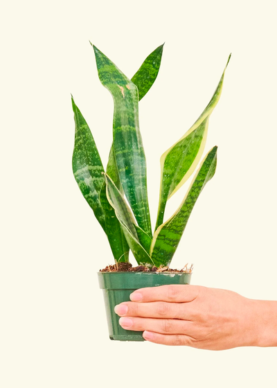Snake Plant, Small