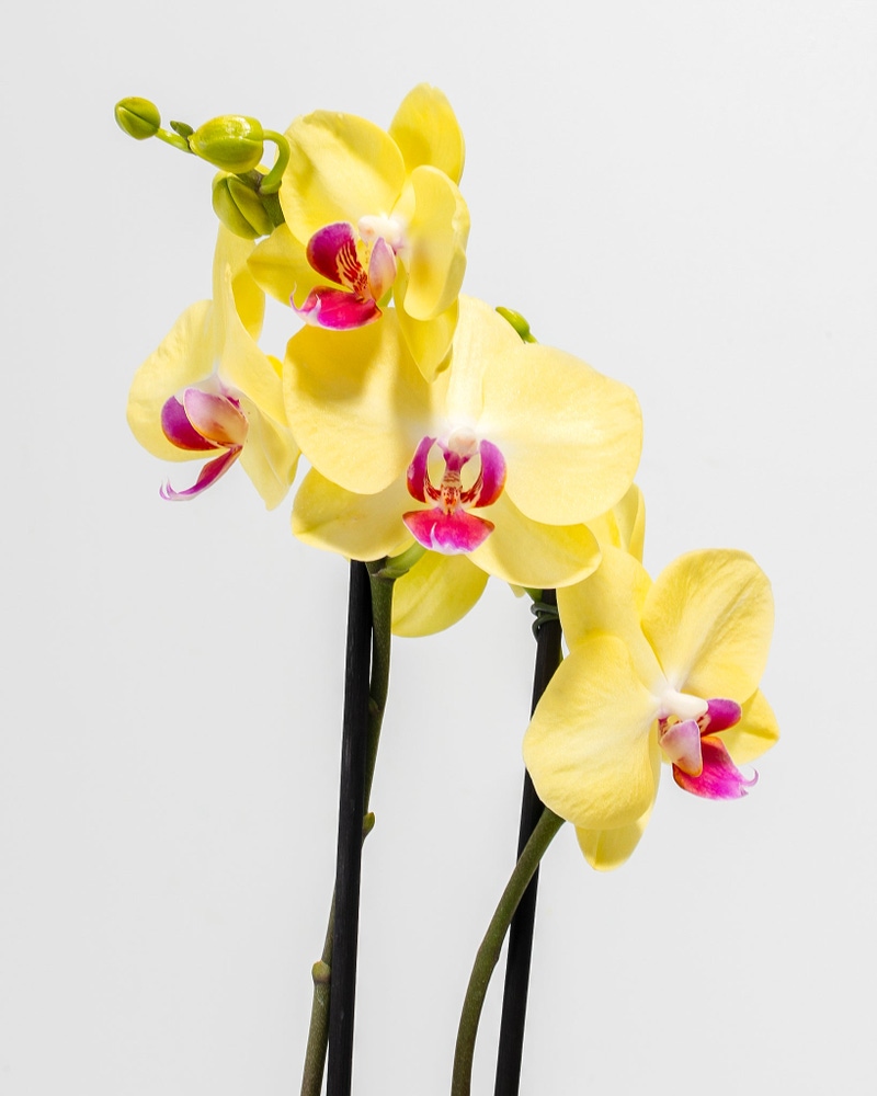 Yellow Phalaenopsis Orchid Miraflore