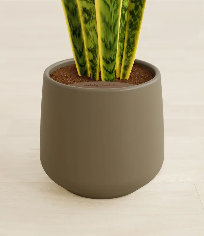 Medium Golden Snake Plant in Self Watering Ceramic Potter
