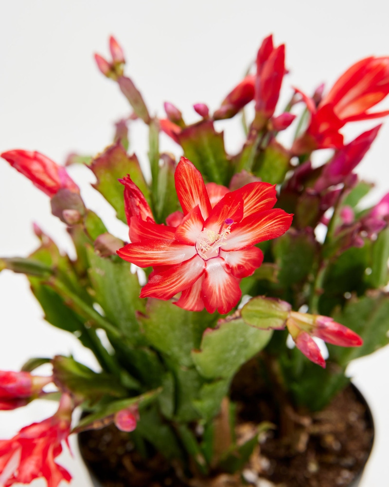 Red Christmas Cactus