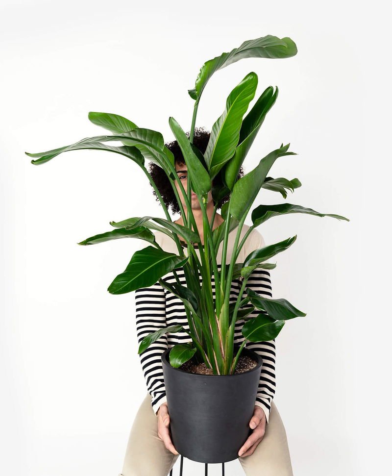 Bird of Paradise