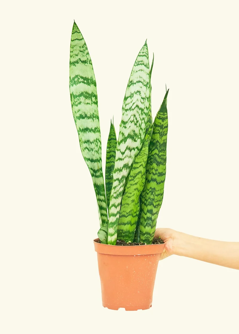 Snake Plant, Medium