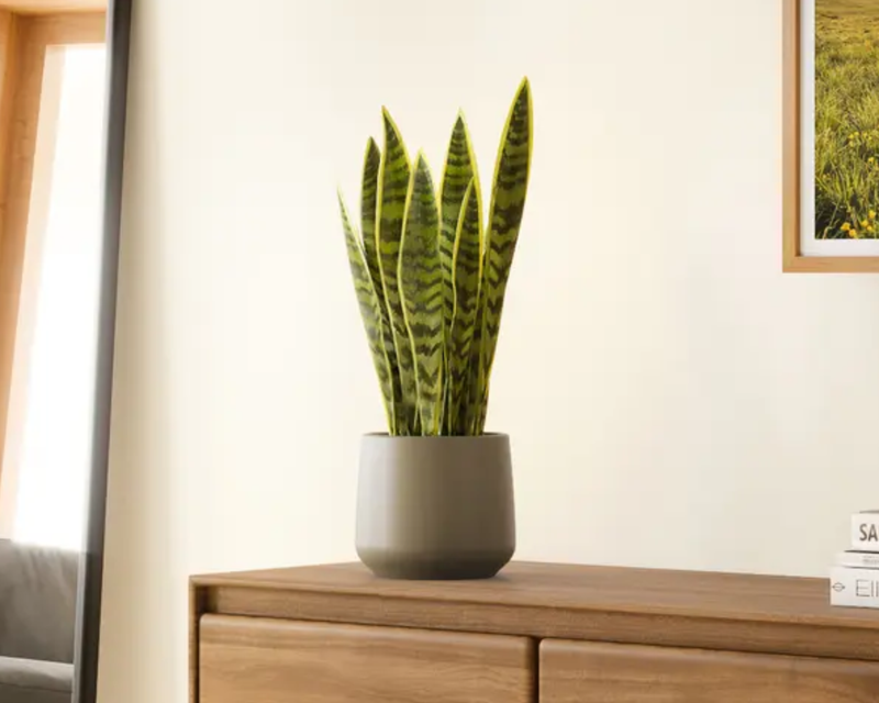 Medium Golden Snake Plant in Self Watering Ceramic Potter