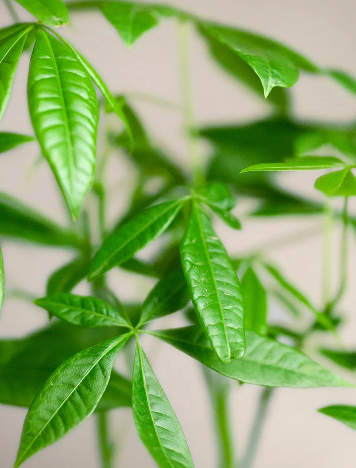 Money Tree Plant