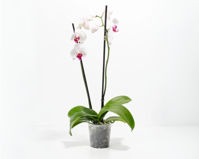 Red Lip Moth Orchid