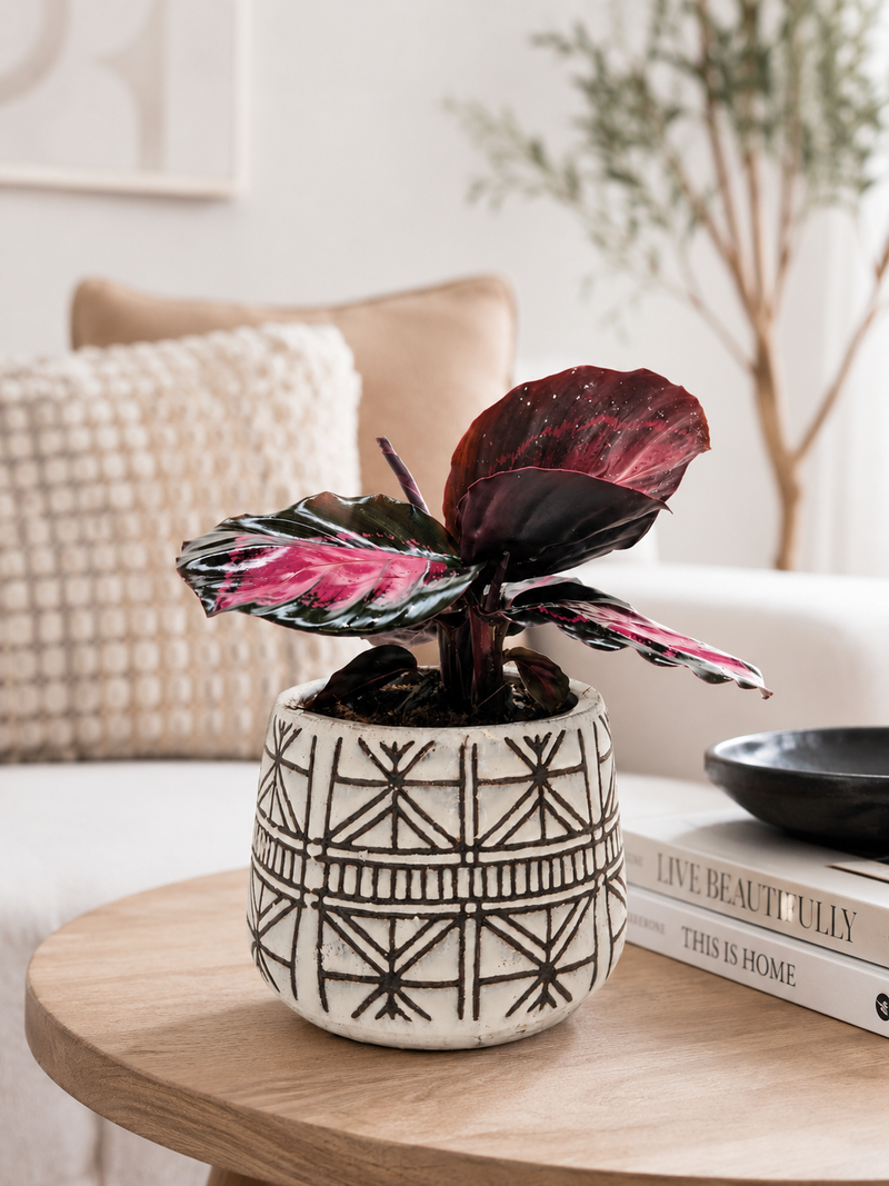 The Callie Plant