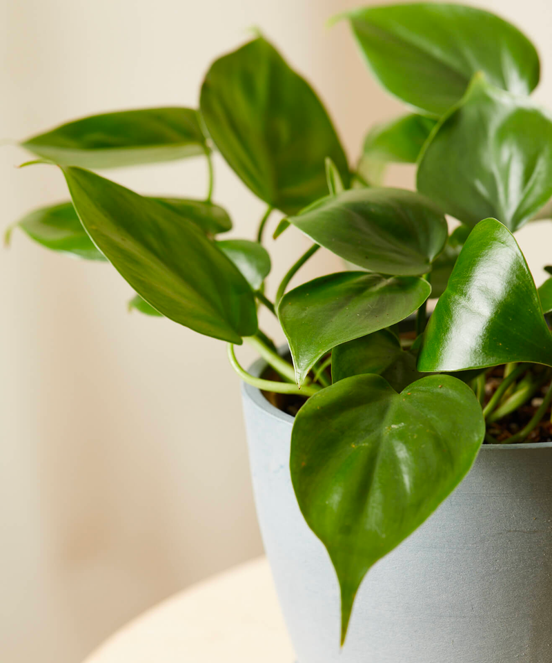 Philodendron Heartleaf