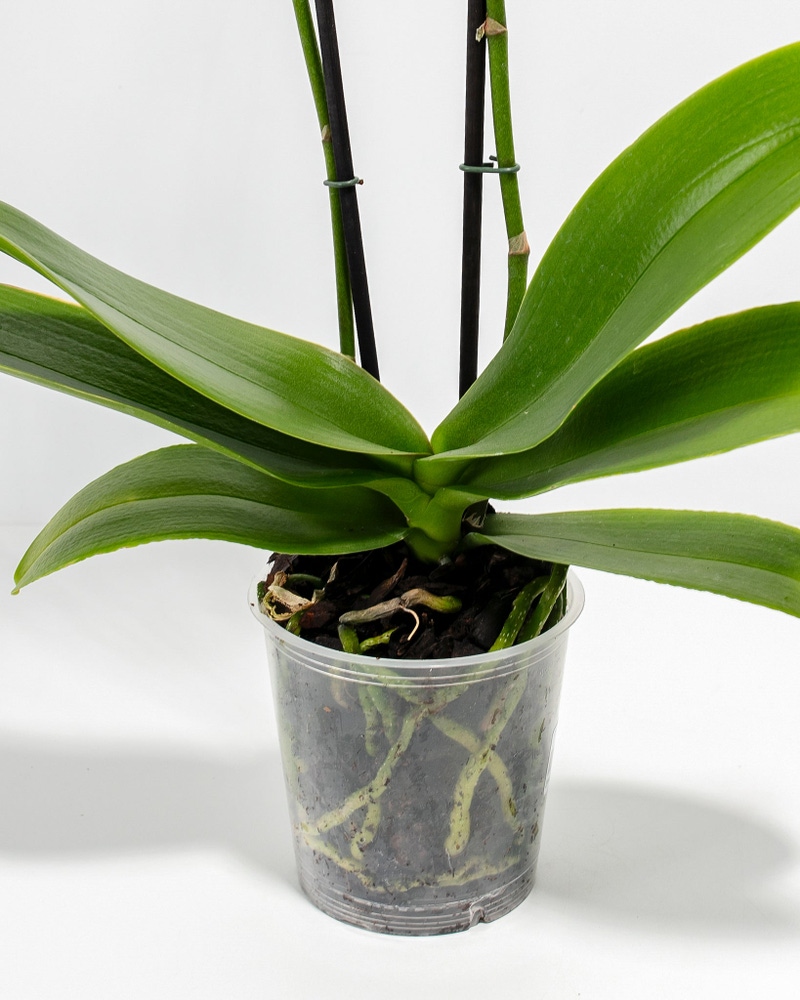 White Phalaenopsis Orchid