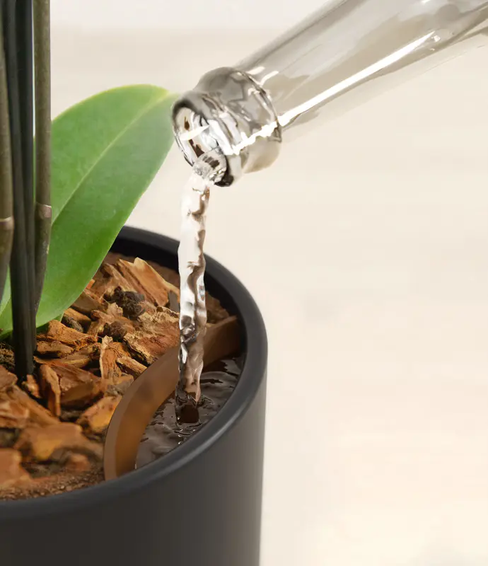 Small Zurich White Orchid in Self Watering Ceramic Potter