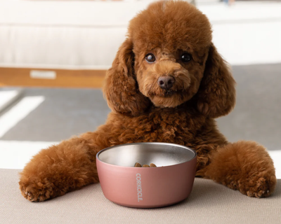 Dog Bowl
