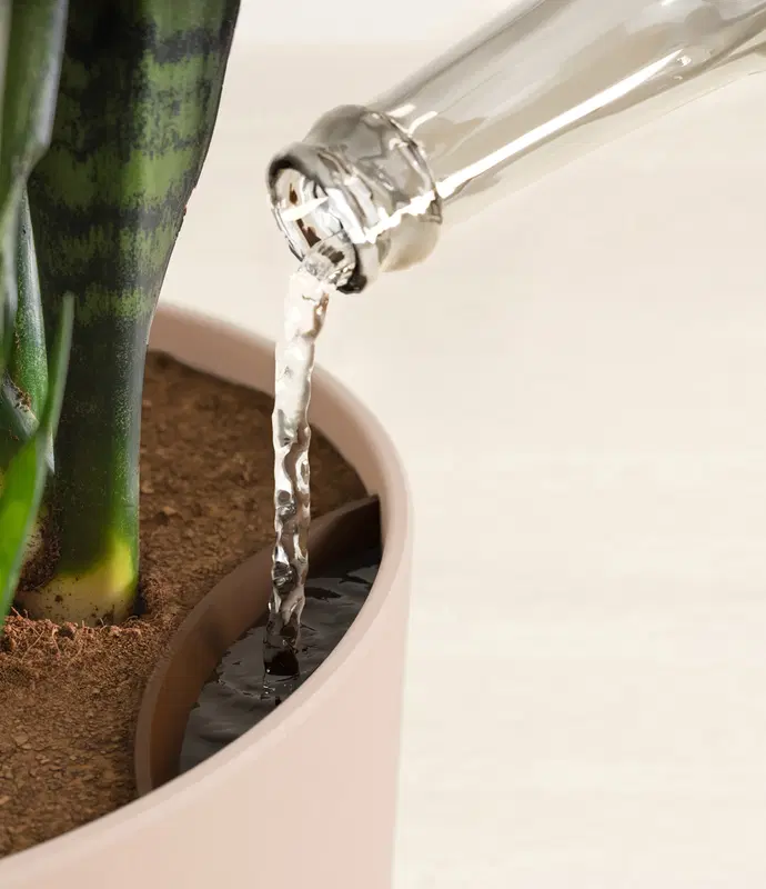 Large Snake Plant in Self Watering Ceramic Potter