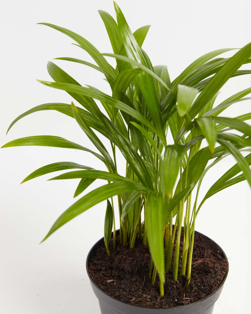 Areca Palm Indoor Tree, XL
