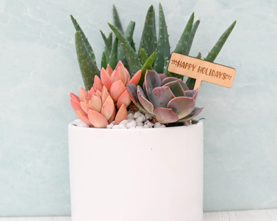 Holiday Succulent Garden