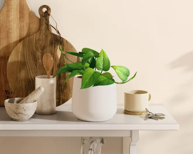 Small Jade Pothos in Self Watering Ceramic Potter