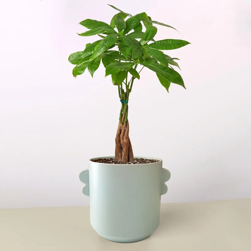 The Cherie Money Tree 