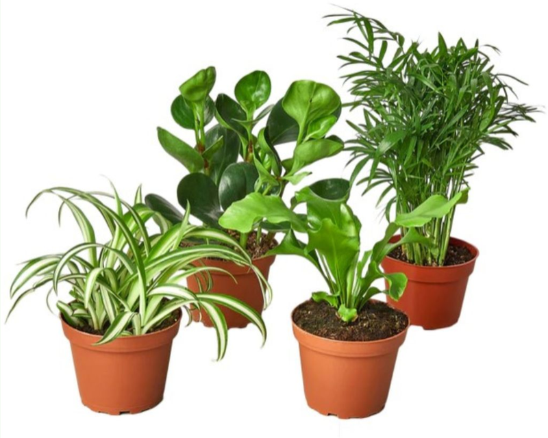 Pet Friendly Plant Bundle