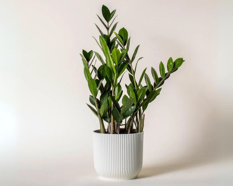 ZZ Plant with Potter