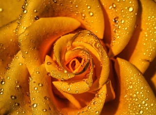 Golden Rose