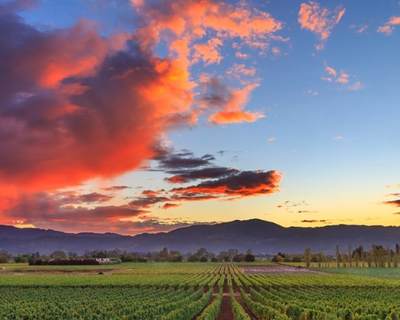 California Redwoods and Wineries Tour