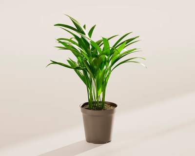Areca Palm Indoor Tree, Small