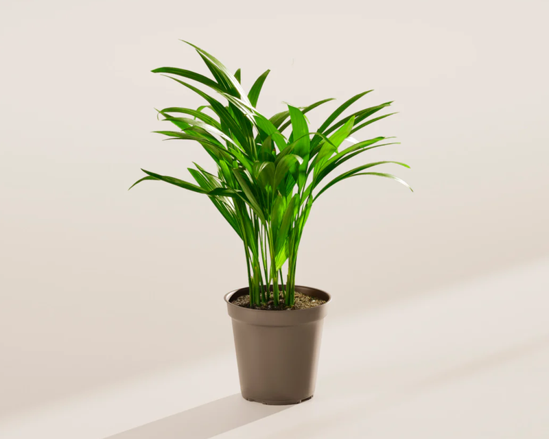 Areca Palm Indoor Tree, Small