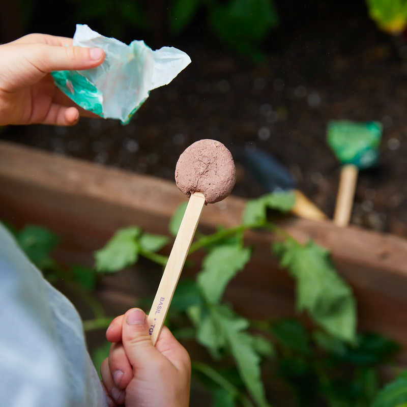 Seed Lollipop 3 Pack