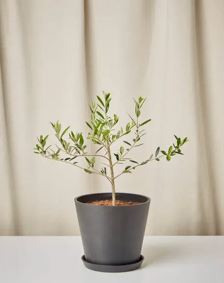 Olive Tree