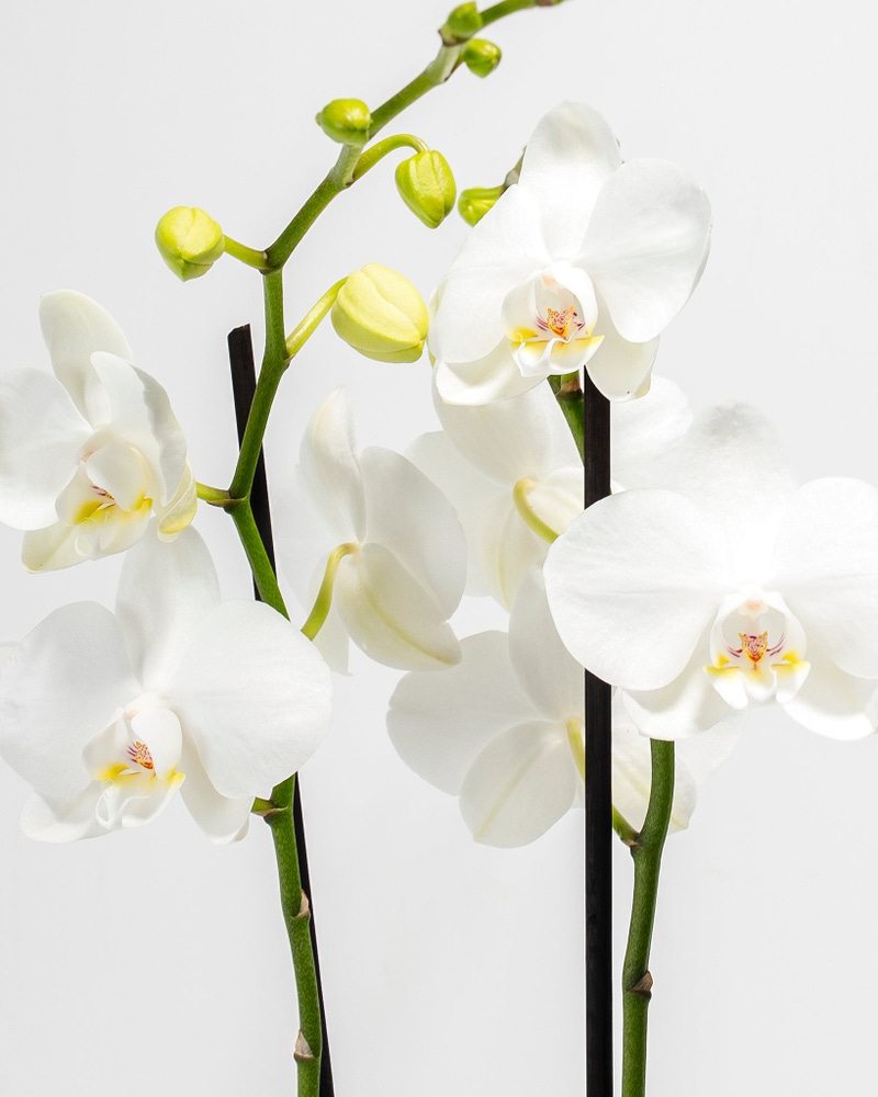 White Phalaenopsis Orchid