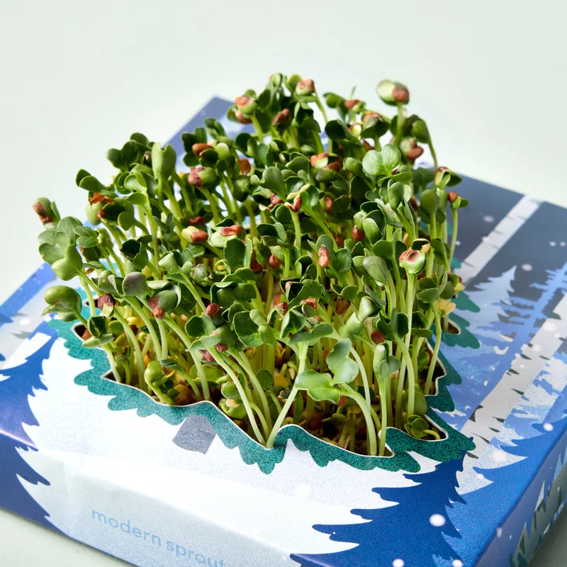 Winter Wonderland Microgreens Kit
