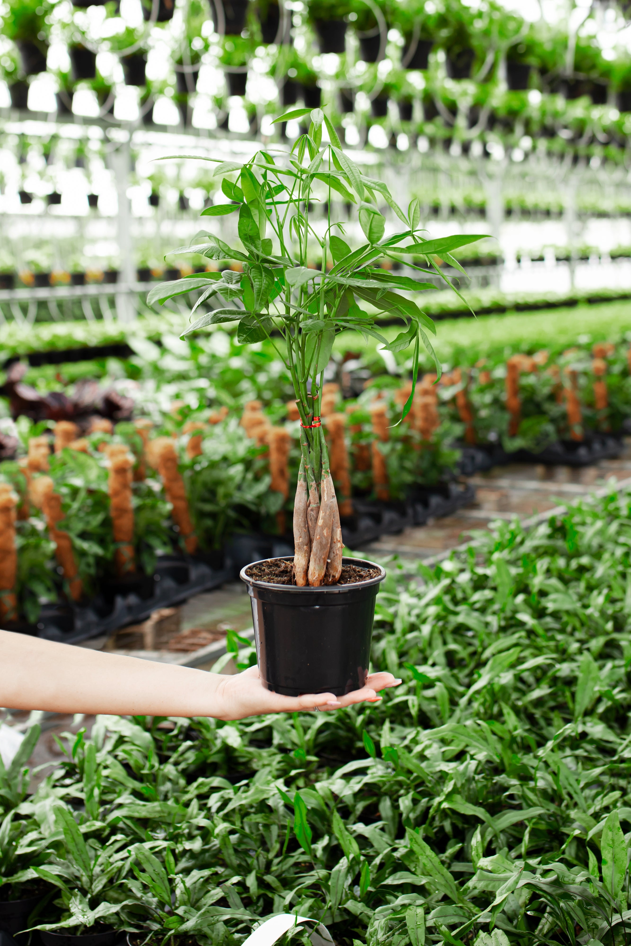 Lively Root Money Tree Plant - Thumbnail 3