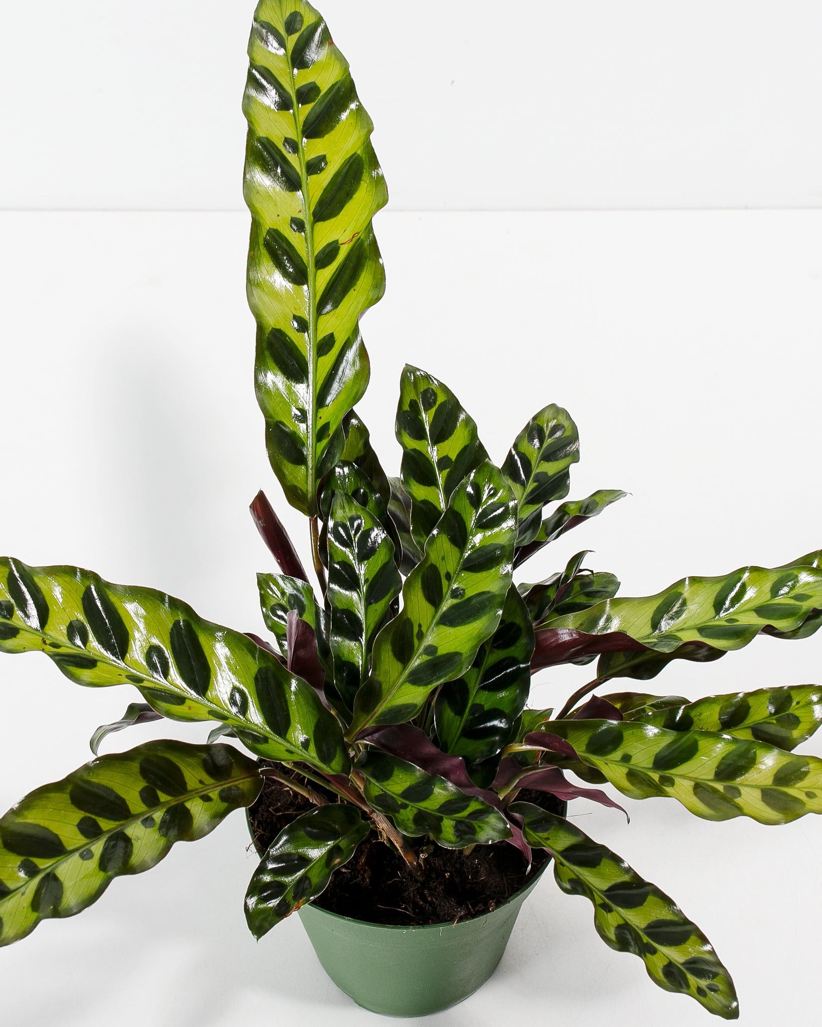 Lively Root Calathea Rattlesnake - Thumbnail 3