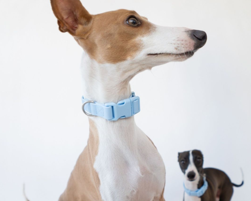 Small Dog Collar