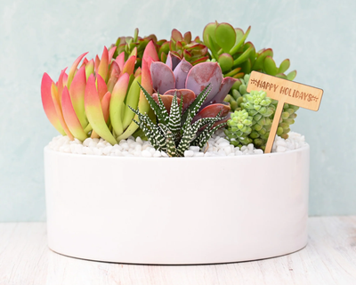 Holiday Mariposa Succulent Garden