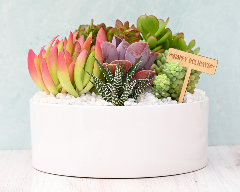Holiday Mariposa Succulent Garden